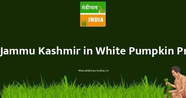 White Pumpkin भाव